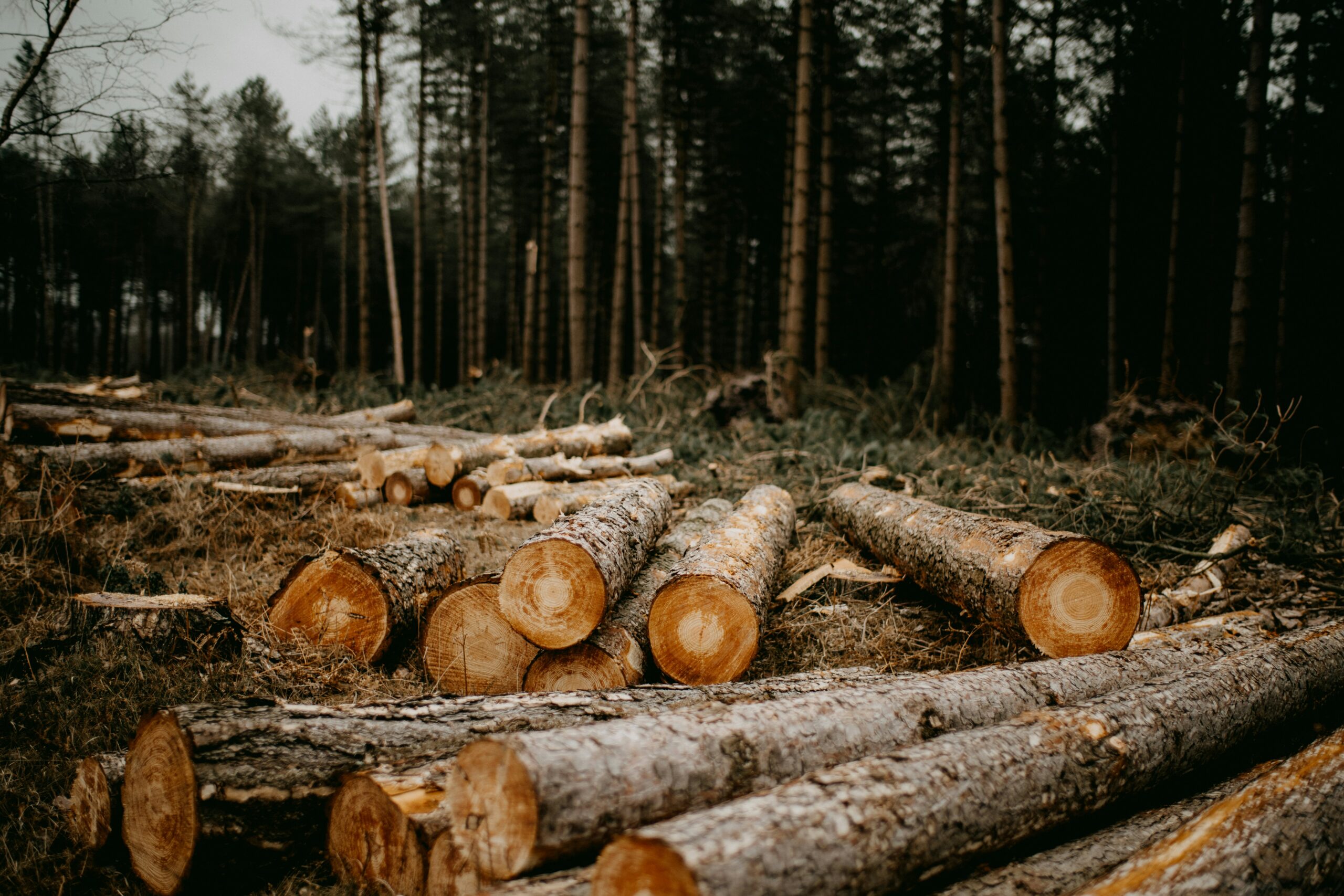 Rondins de bois empilés sur un chantier de déforestation. Les troncs fraîchement coupés sont alignés en rangées, témoignant de la récente abattage d'une forêt. L'arrière-plan montre une étendue de terre dénudée, parsemée de souches et de branches laissées par les engins de coupe